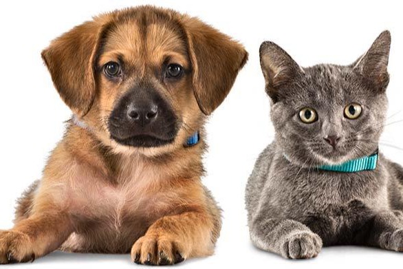 Animais de estima��o podem ser dependentes de plano de sa�de familiar